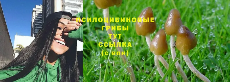 Псилоцибиновые грибы MAGIC MUSHROOMS  продажа наркотиков  Приволжск 